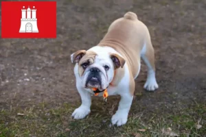 Read more about the article English Bulldog breeder and puppies in Hamburg