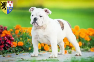 Read more about the article English Bulldog breeders and puppies in Hauts-de-France