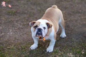 Read more about the article English Bulldog breeders and puppies in Hovedstaden