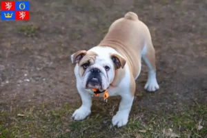 Read more about the article English Bulldog breeders and puppies in Hradec Králové