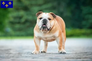 Read more about the article English Bulldog breeders and puppies in Île-de-France