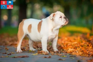 Read more about the article English Bulldog breeders and puppies in Karlsbad