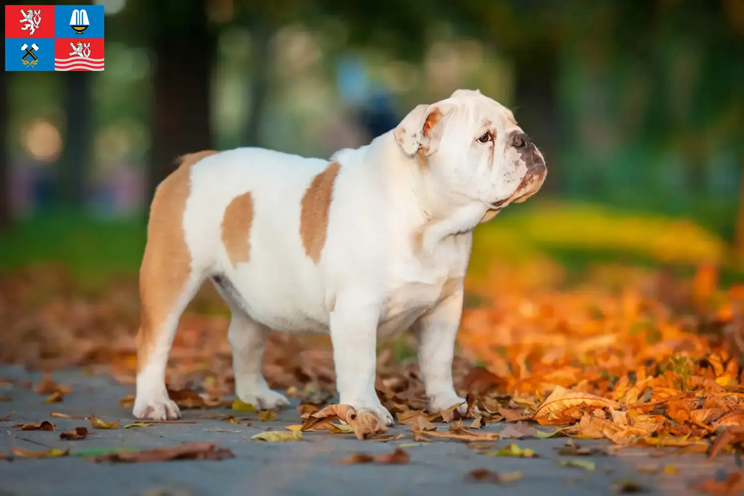 Read more about the article English Bulldog breeders and puppies in Karlsbad