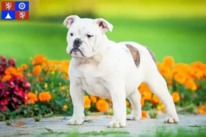 Read more about the article English Bulldog breeders and puppies in Liberec