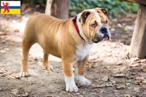 Read more about the article English Bulldog breeder and puppies in Limburg