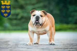 Read more about the article English Bulldog breeders and puppies in Lower Austria