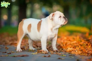 Read more about the article English Bulldog breeders and puppies in Midtjylland