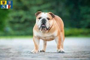 Read more about the article English Bulldog breeders and puppies in Moravia-Silesia