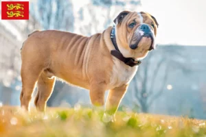 Read more about the article English Bulldog breeders and puppies in Normandy