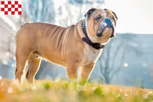 Read more about the article English Bulldog breeders and puppies in North Brabant