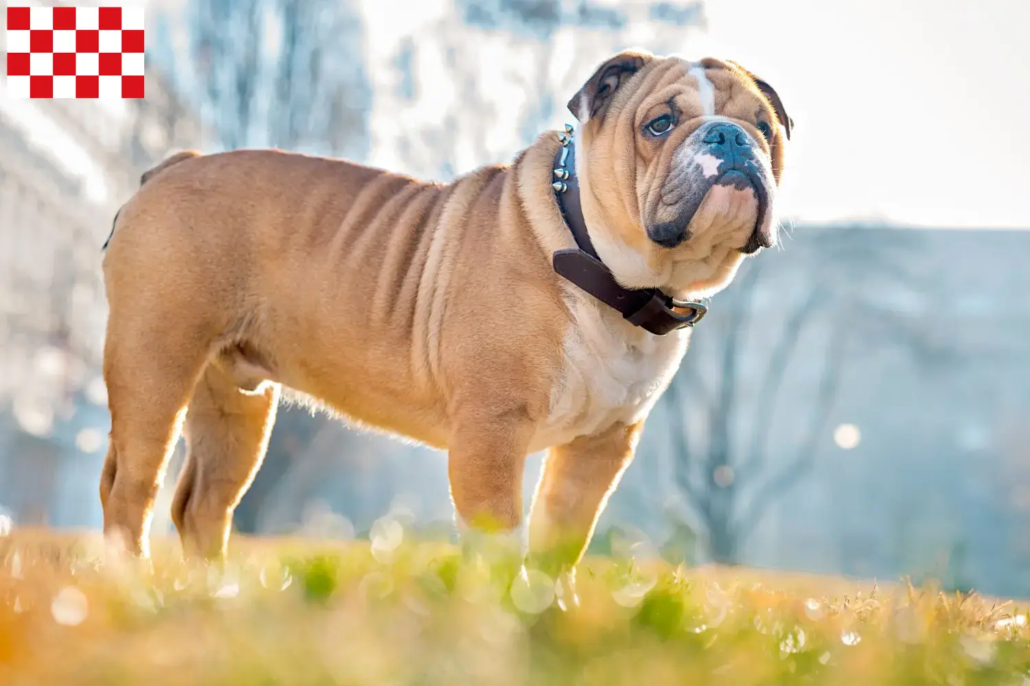 Read more about the article English Bulldog breeders and puppies in North Brabant