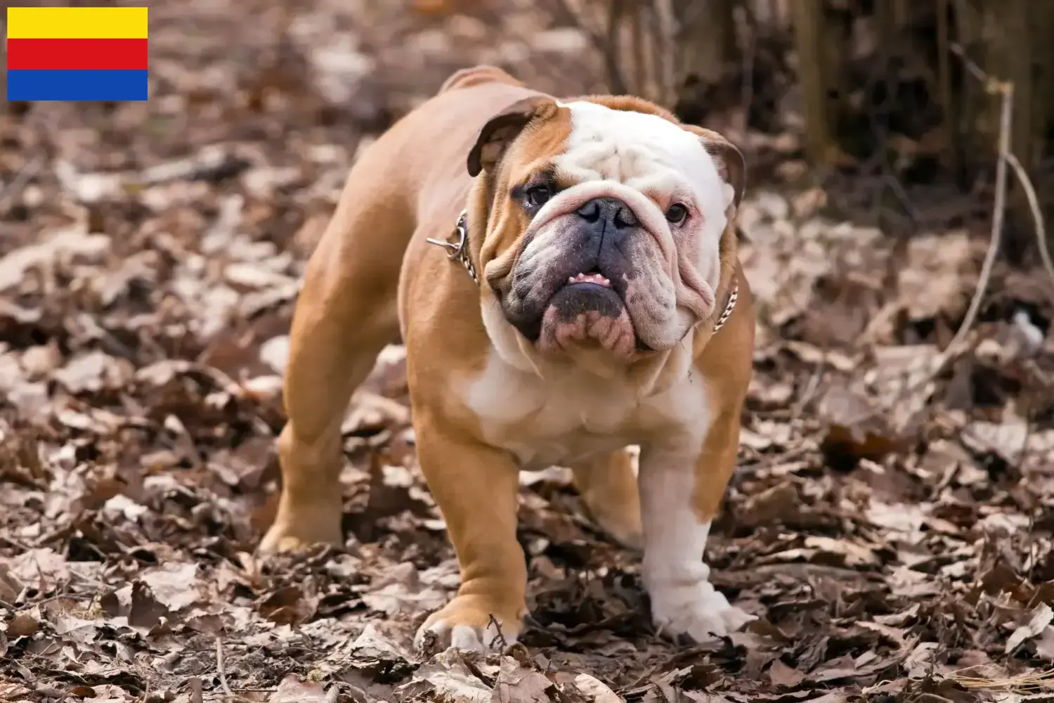 Read more about the article English Bulldog breeders and puppies in North Holland