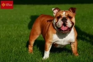 Read more about the article English Bulldog breeders and puppies in Occitania