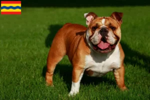 Read more about the article English Bulldog breeders and puppies in Overijssel