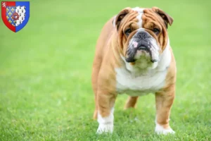 Read more about the article English Bulldog breeders and puppies in Pays de la Loire