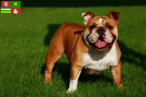 Read more about the article English Bulldog breeder and puppies in Pilsen