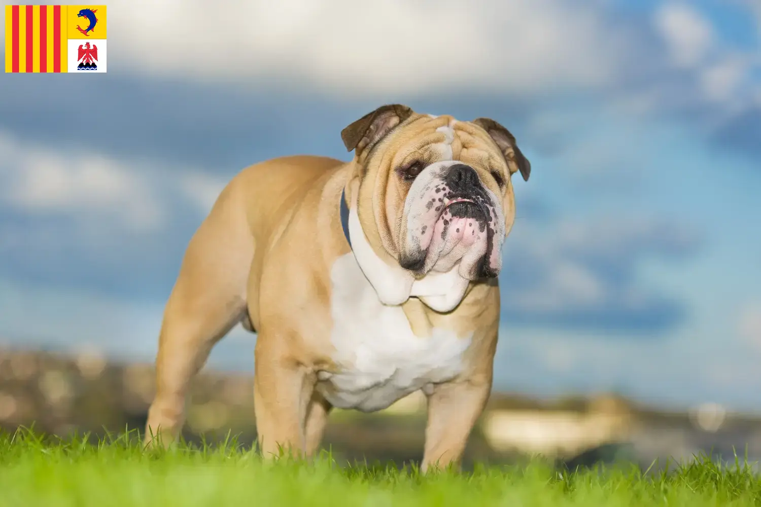 Read more about the article English Bulldog breeders and puppies in Provence-Alpes-Côte d’Azur