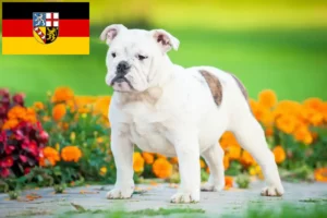 Read more about the article English Bulldog breeders and puppies in Saarland