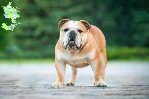 Read more about the article English Bulldog breeders and puppies in Sjælland