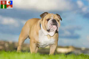 Read more about the article English Bulldog breeders and puppies in South Bohemia