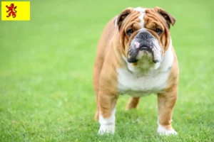 Read more about the article English Bulldog breeders and puppies in South Holland