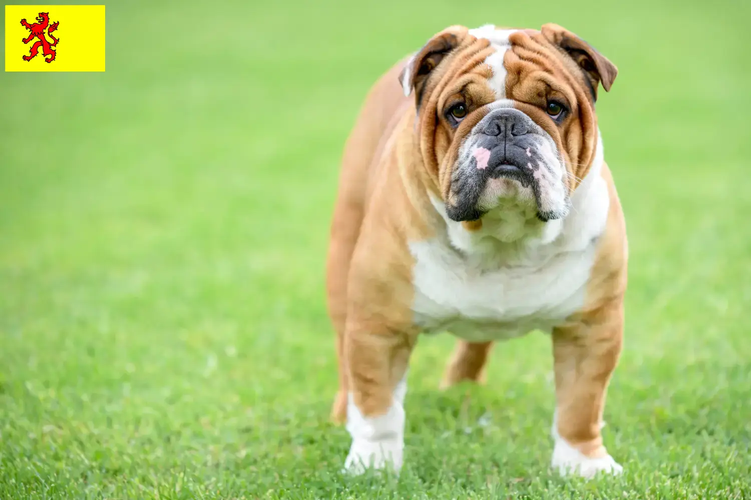 Read more about the article English Bulldog breeders and puppies in South Holland