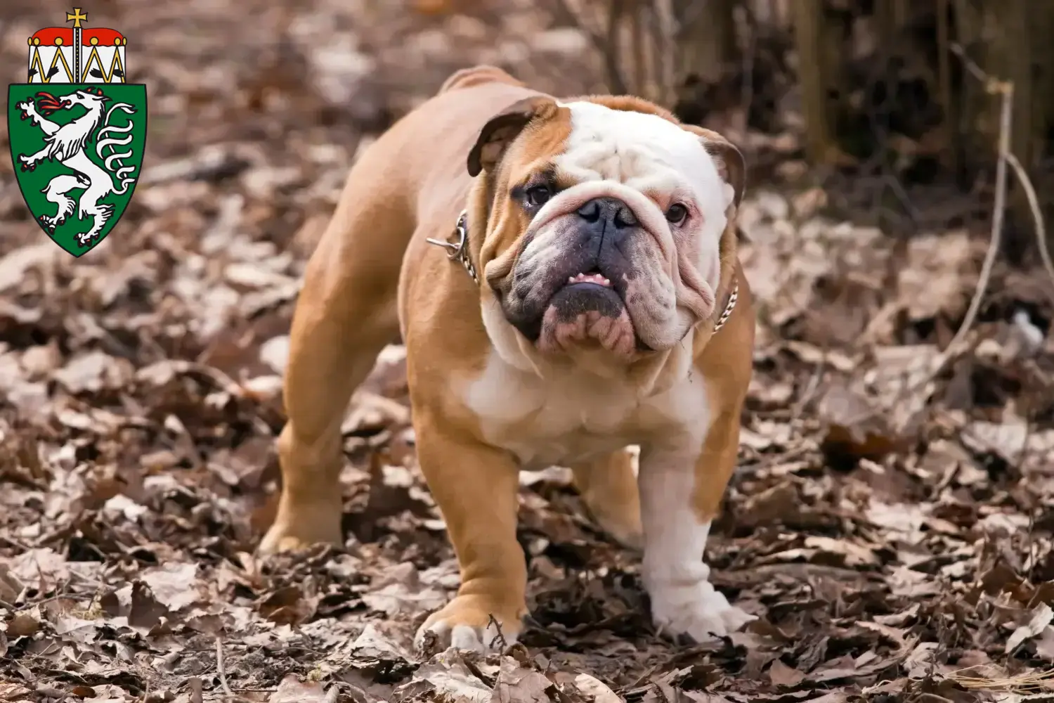 Read more about the article English Bulldog breeders and puppies in Styria