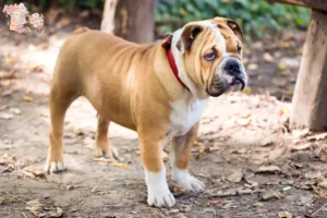 Read more about the article English Bulldog breeders and puppies in Syddanmark