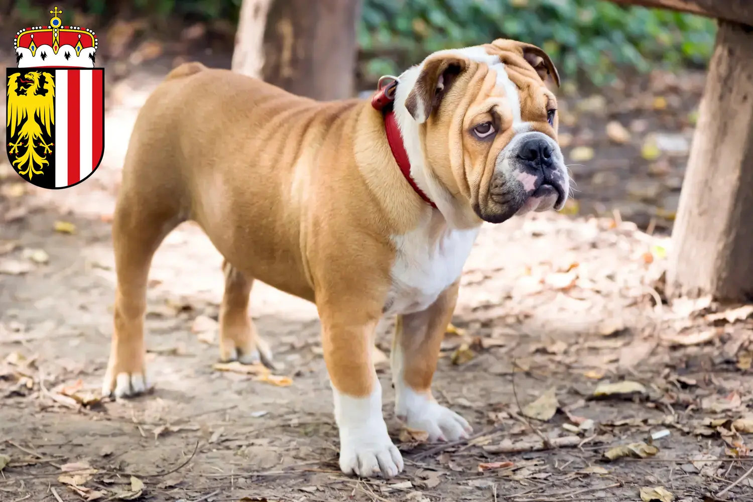 Read more about the article English Bulldog breeders and puppies in Upper Austria