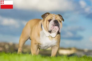 Read more about the article English Bulldog breeders and puppies in Utrecht