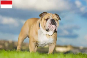 Read more about the article English Bulldog breeders and puppies in Vienna