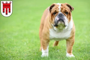 Read more about the article English Bulldog breeders and puppies in Vorarlberg