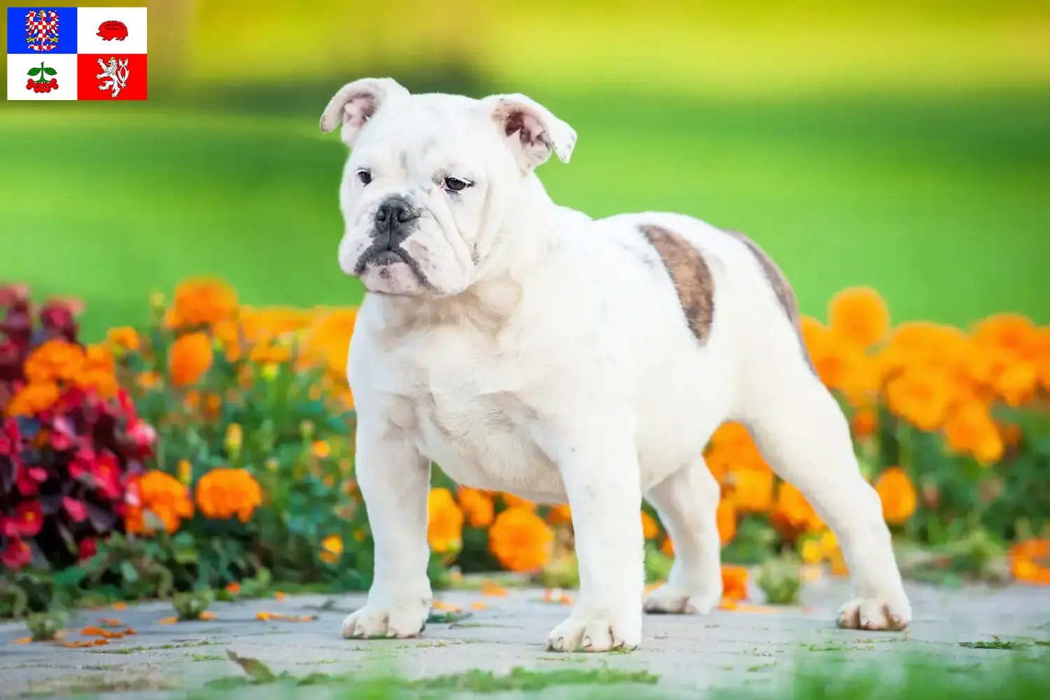 Read more about the article English Bulldog breeders and puppies in Vysočina