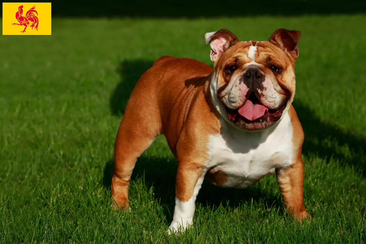 Read more about the article English Bulldog breeders and puppies in Walloon Region