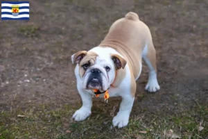 Read more about the article English Bulldog breeders and puppies in Zeeland