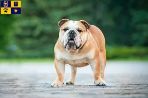 Read more about the article English Bulldog breeders and puppies in Zlín