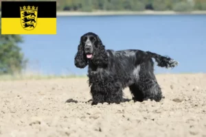 Read more about the article English Cocker Spaniel breeders and puppies in Baden-Württemberg