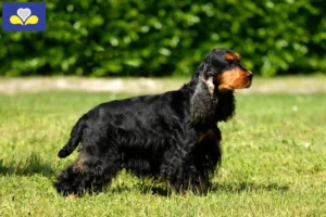 Read more about the article English Cocker Spaniel breeders and puppies in Brussels-Capital Region