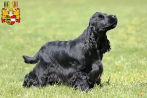 Read more about the article English Cocker Spaniel breeders and puppies in Carinthia