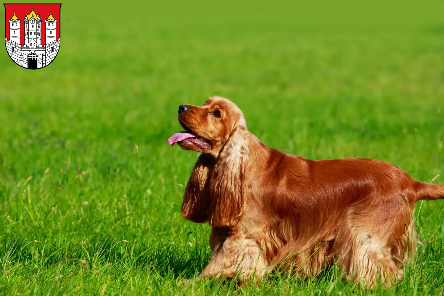 Read more about the article English Cocker Spaniel breeders and puppies in Salzburg