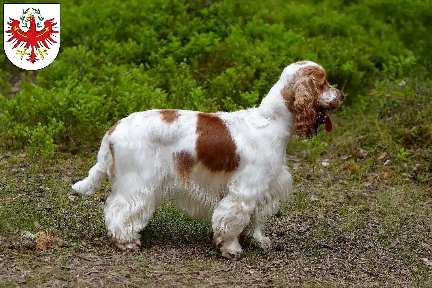 Read more about the article English Cocker Spaniel breeders and puppies in Tyrol