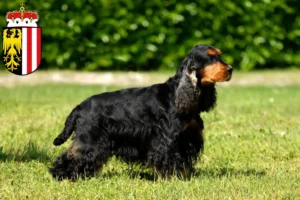 Read more about the article English Cocker Spaniel breeders and puppies in Upper Austria