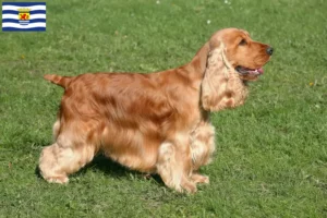 Read more about the article English Cocker Spaniel breeders and puppies in Zeeland