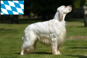 Read more about the article English Setter breeders and puppies in Bavaria