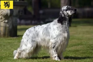 Read more about the article English Setter breeders and puppies in Flanders