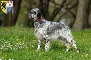 Read more about the article English Setter breeders and puppies in Hauts-de-France