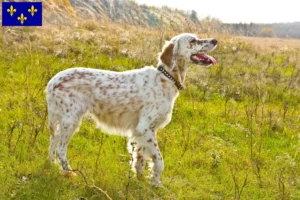 Read more about the article English Setter breeders and puppies in Île-de-France