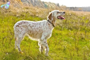 Read more about the article English Setter breeders and puppies in Nordjylland