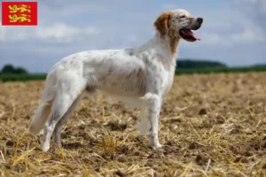 Read more about the article English Setter breeders and puppies in Normandy