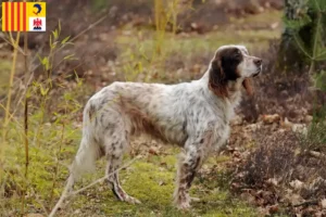 Read more about the article English Setter breeders and puppies in Provence-Alpes-Côte d’Azur